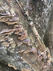 Trametes versicolor