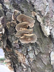 Trametes versicolor