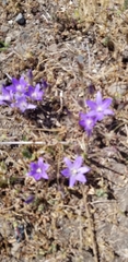 Brodiaea terrestris