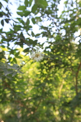 Pithecellobium unguis-cati