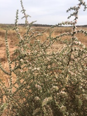 Salsoloideae