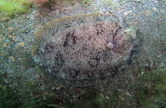 Zeugopterus punctatus