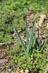 Ornithogalum ponticum