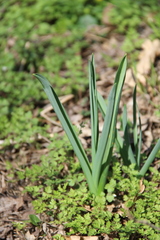 Ornithogalum ponticum