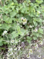 Arabidopsis thaliana