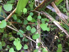 Scandia geniculata