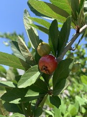 Crataegus opaca