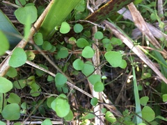 Scandia geniculata