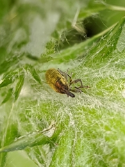 Epimeces