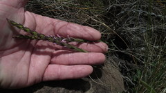 Striga bilabiata bilabiata