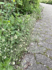 Arabidopsis thaliana