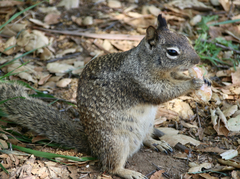 Otospermophilus beecheyi