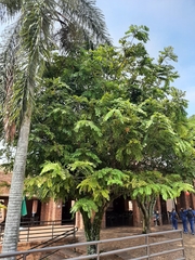 Brownea ariza