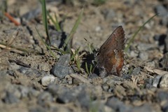Callophrys mossii