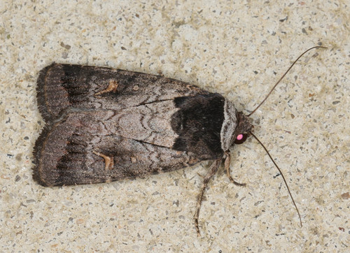 Proteuxoa restituta Guenée, 1852