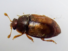 Epuraea melanocephala
