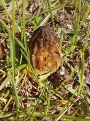 Morchella semilibera