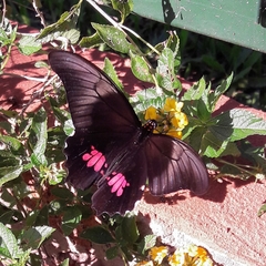 Heraclides anchisiades capys