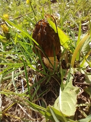 Morchella semilibera