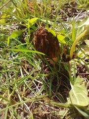 Morchella semilibera