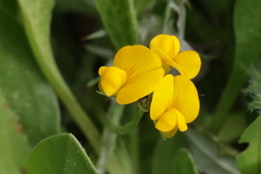 Scorpiurus muricatus