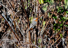 Poospiza baeri
