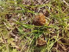 Morchella semilibera