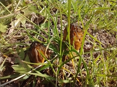 Morchella semilibera