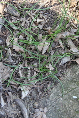 Ornithogalum sintenisii