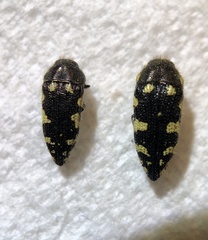 Acmaeodera vernalis