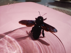 Xylocopa