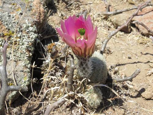 Spiny Hedgehog Cactus