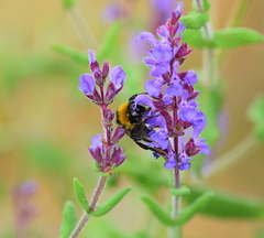 Salvia amplexicaulis