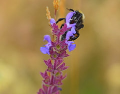 Salvia amplexicaulis