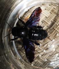 Xylocopa