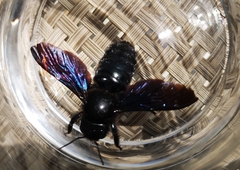 Xylocopa