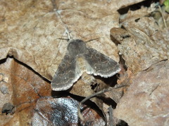 Orthosia populeti