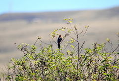 Poospiza baeri