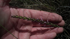 Striga bilabiata bilabiata