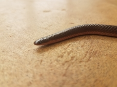Carphophis amoenus amoenus
