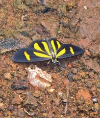 Cyllopoda claudicula