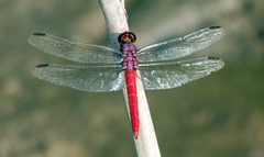 Orthemis schmidti