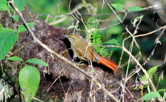 Syndactyla rufosuperciliata