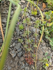 Galium verticillatum