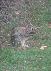 Sylvilagus floridanus