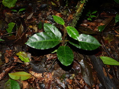 Phaeostemma surinamensis