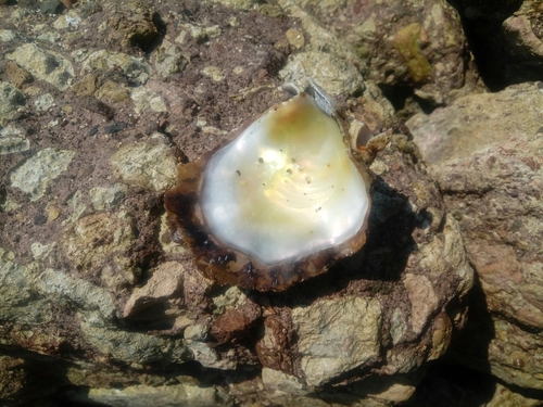 Striostrea prismatica