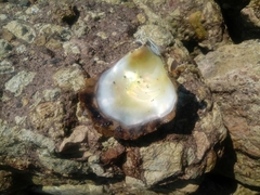 Crassostrea columbiensis