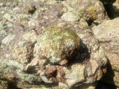 Crassostrea columbiensis