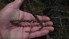 Striga bilabiata bilabiata